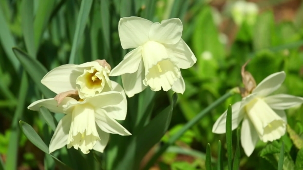Narcissus alt