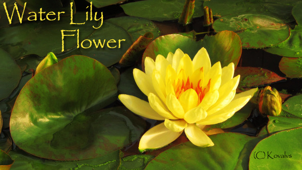 Water Lily Flower 