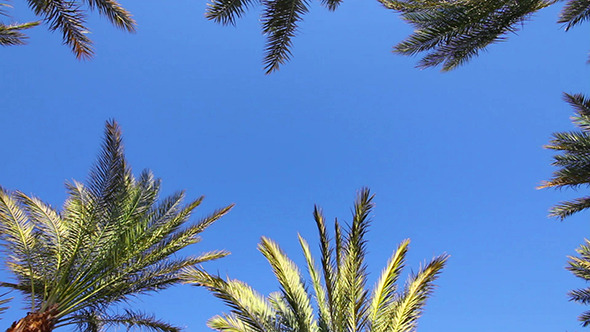Background With Blue Sky And Palm Leaves alt