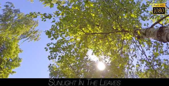 Sunlight In The Leaves 6 alt