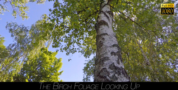 The Birch Foliage Looking Up 3 alt