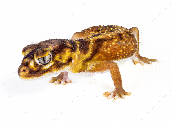 Smooth Knob Tail Gecko - Stock Photo - Images