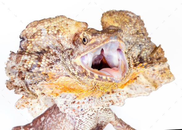 frilled neck lizard - Stock Photo - Images
