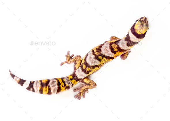 top gecko - Stock Photo - Images