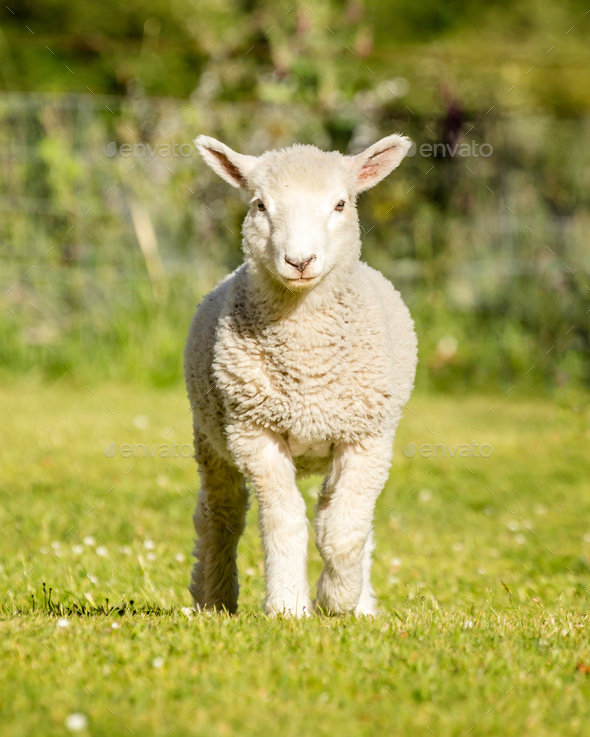 romney lamb - Stock Photo - Images