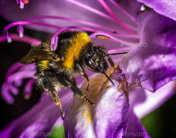 bumblebee feeding - Stock Photo - Images