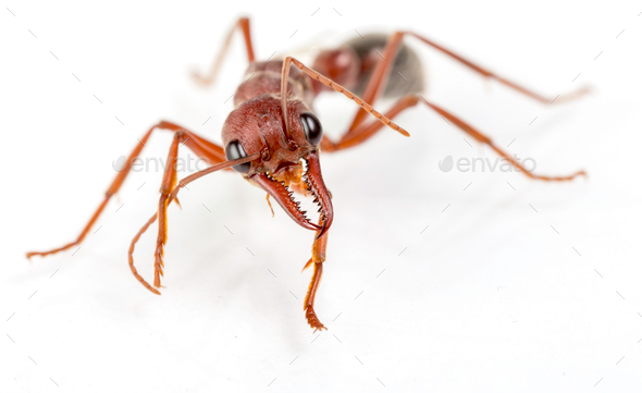 bull ant 86 - Stock Photo - Images