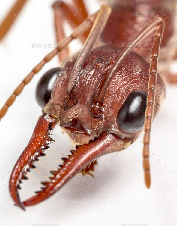 bull ant 86 - Stock Photo - Images