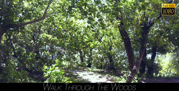 Walk Through The Woods 14 alt