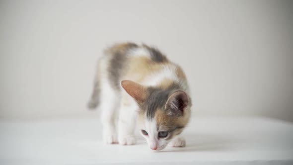 Whitegrayred Kitten Isolated on White Background