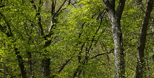Spring Beech Forest