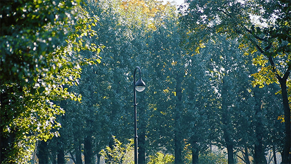 Lantern In The City Park