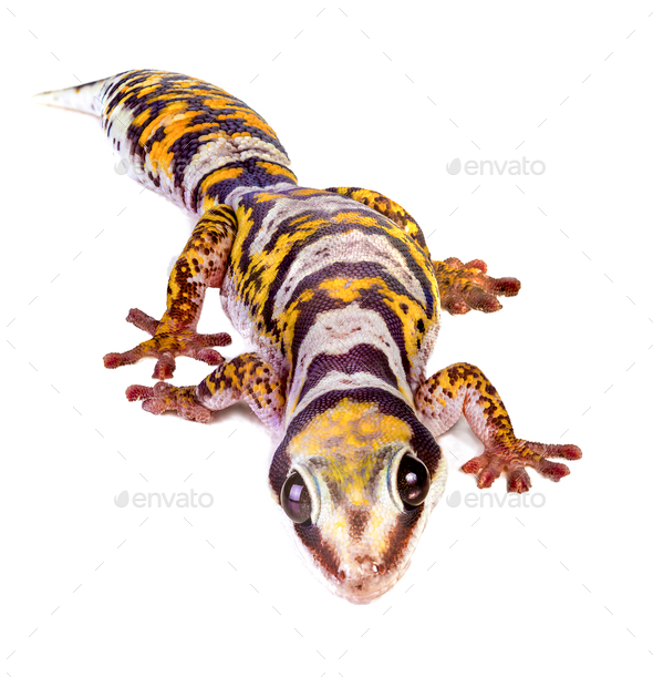 Castelnau's Velvet Gecko - Stock Photo - Images