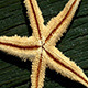 Starfish - VideoHive Item for Sale