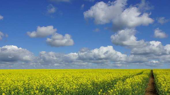 Country Landscape