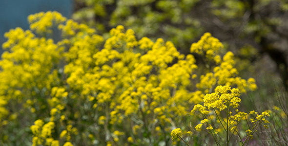 Yellow Wildflowers in Spring Time