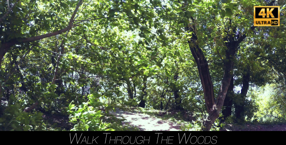 Walk Through The Woods 14 alt