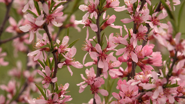 Wine and Roses Weigela alt