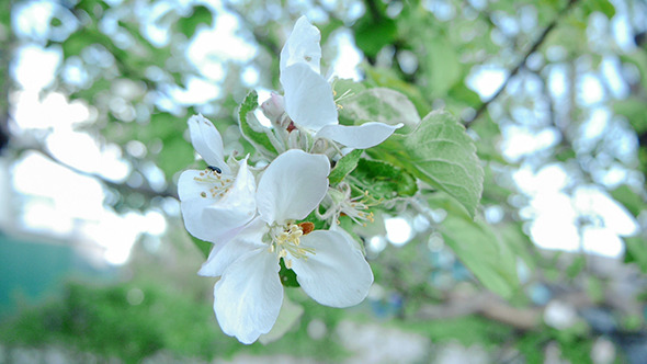 Apple Flowers 1