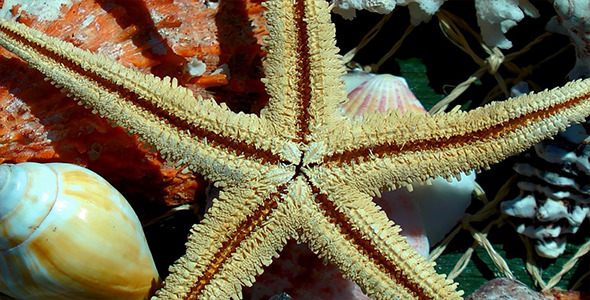 Starfish and Sea Shells 2