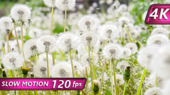 Glade Spring Dandelions alt