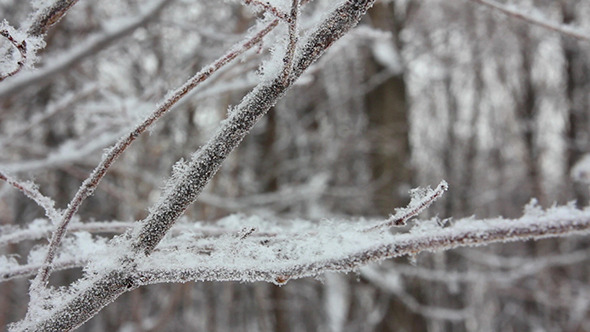 Winter Tree Branch And Snow alt
