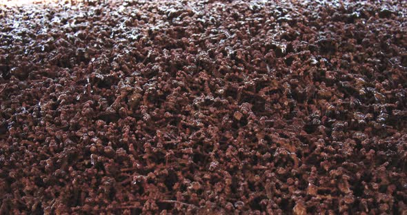 Salt water drips through the bundles of brushwood in a graduation tower. Natural salt extraction pro alt