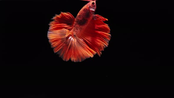 red color Siamese fighting fish alt