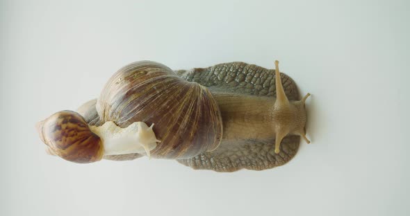 Lissachatina Fulica  View From the Top  One Snail Rides on the Shell of the Other alt