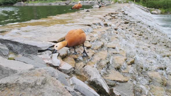 Ducks on the Lake with an Artificial Waterfall in the Park in the Summer alt