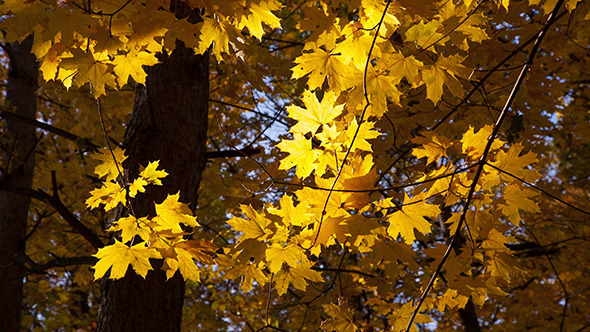 Beautiful Autumn Yellow Leaves alt
