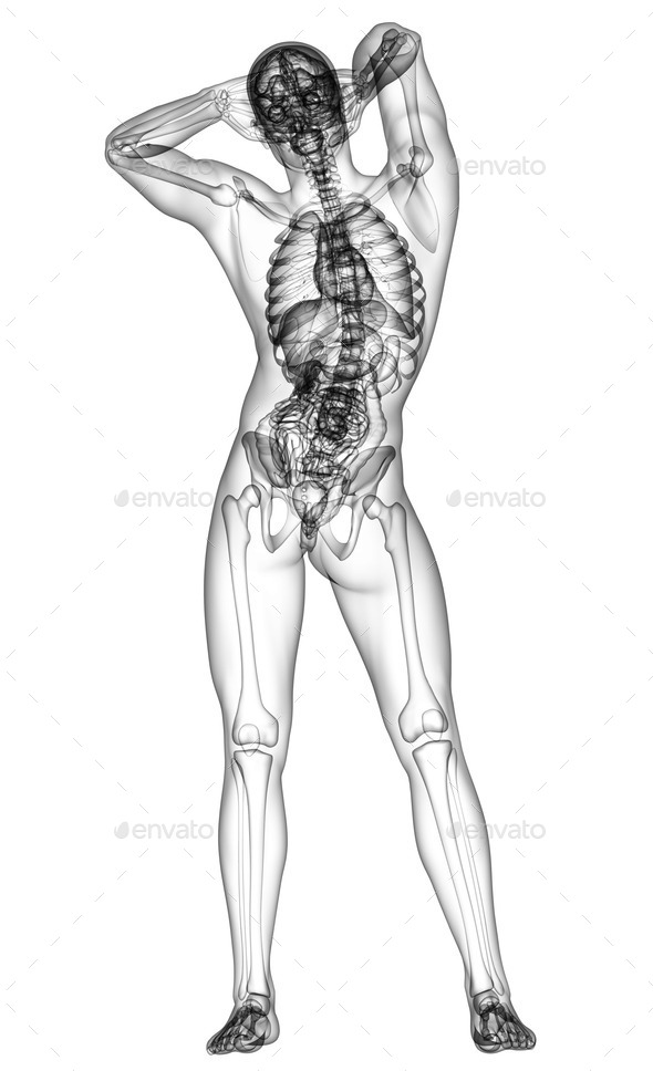 3d render medical illustration of the human anatomy