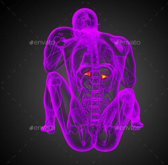 3d render illustration of the human adrenal