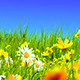 Green Meadows and Flowers - VideoHive Item for Sale