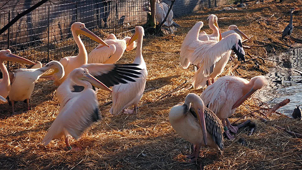 Pelicans On Shore At Sunset alt