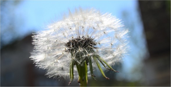 Dandelion 27 alt