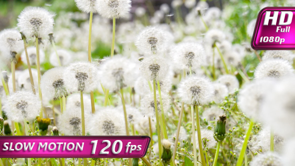 Glade Spring Dandelions alt