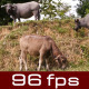 Buffalo In Field Buffalo In Field - VideoHive Item for Sale