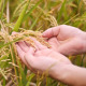 Man Hands With Rice Field Man Hands With Rice Field - VideoHive Item for Sale