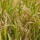 Rice Field Rice Field - VideoHive Item for Sale