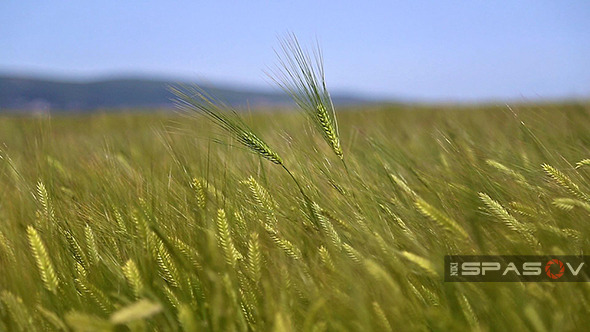 Ears of Wheat in Field of Wheat
