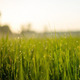 Emerald Grass Pack - VideoHive Item for Sale