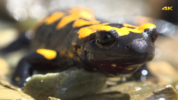 Reptile Animal Fire Salamander 1 alt