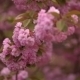 Blooming Tree In Spring With Pink Flowers - VideoHive Item for Sale