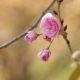 Blooming Tree In Spring With Pink Flowers - VideoHive Item for Sale