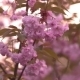 Blooming Tree In Spring With Pink Flowers - VideoHive Item for Sale