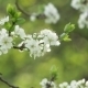 Blooming Tree In Spring With White Flowers - VideoHive Item for Sale