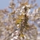 Blooming Tree In Spring With White Flowers - VideoHive Item for Sale