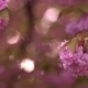 Blooming Tree In Spring With Pink Flowers - VideoHive Item for Sale