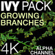 Ivy Growing Branches Pack  - VideoHive Item for Sale